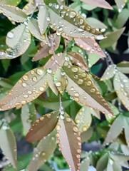 雨だれに濡れる葉②