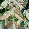 雨だれに濡れる葉②