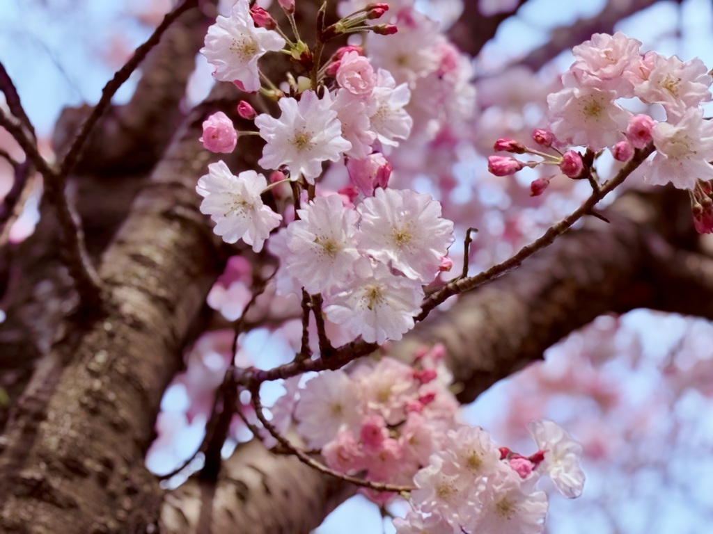 桜