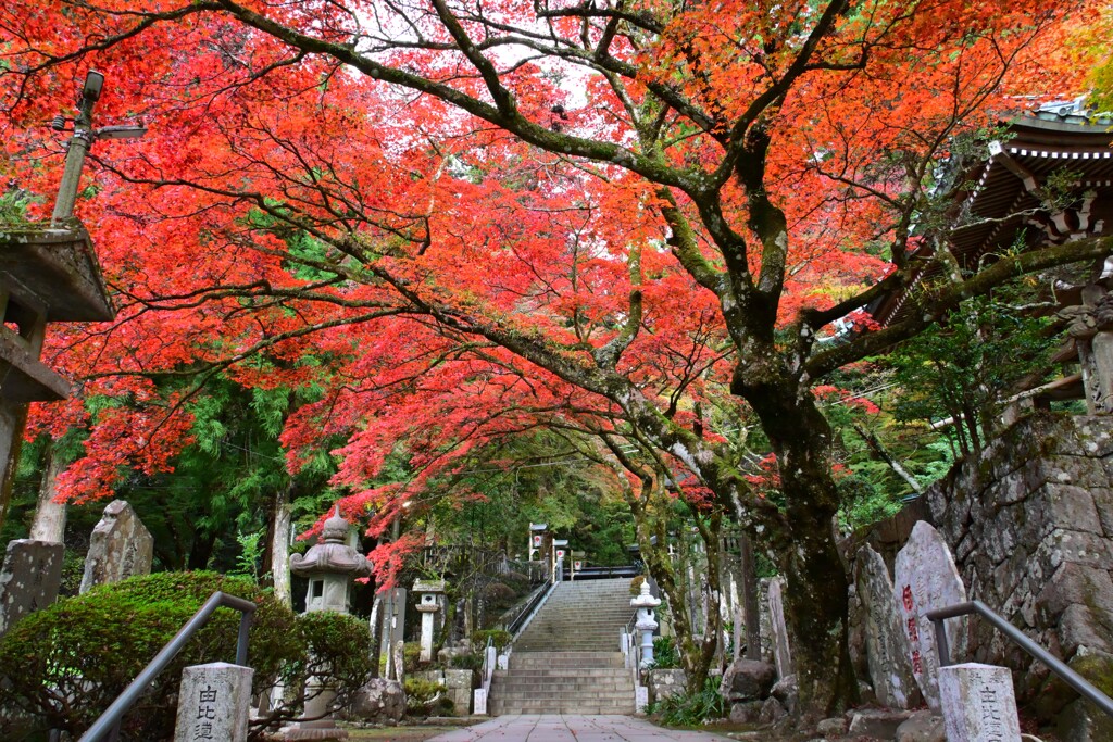 最乗寺紅葉