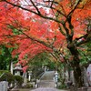 最乗寺紅葉