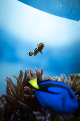 浮かぶ