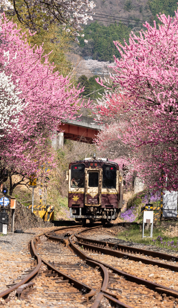 花桃揺れる渓谷鉄道