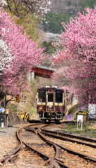 花桃揺れる渓谷鉄道