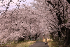 境川桜