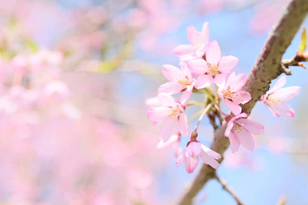 枝垂れ桜を見上げて