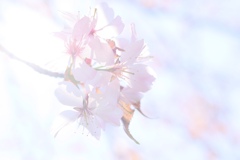 光と桜