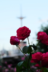 赤い薔薇