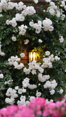 夕暮れ時の薔薇