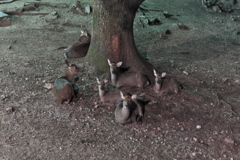 ナイト・サファリパークby奈良公園