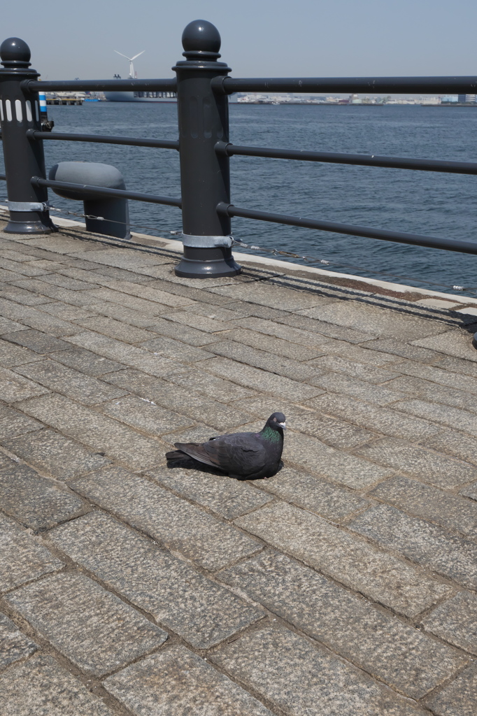 鳩