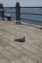 鳩