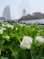 クローバーの花が咲く頃