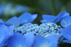 青き紫陽花