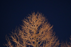 冬空に立つ銀杏