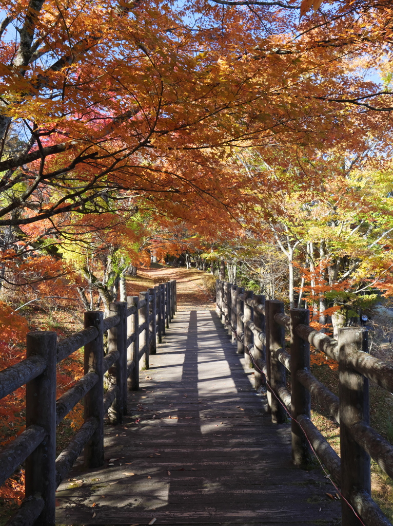 山中湖　紅葉祭り