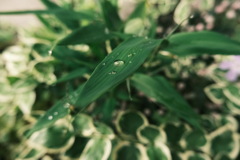 水玉