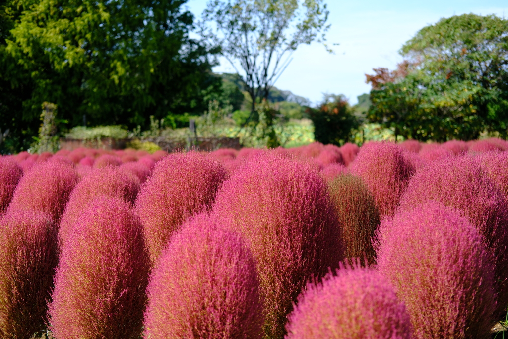 コキアの紅葉　清水公園にて