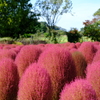 コキアの紅葉　清水公園にて