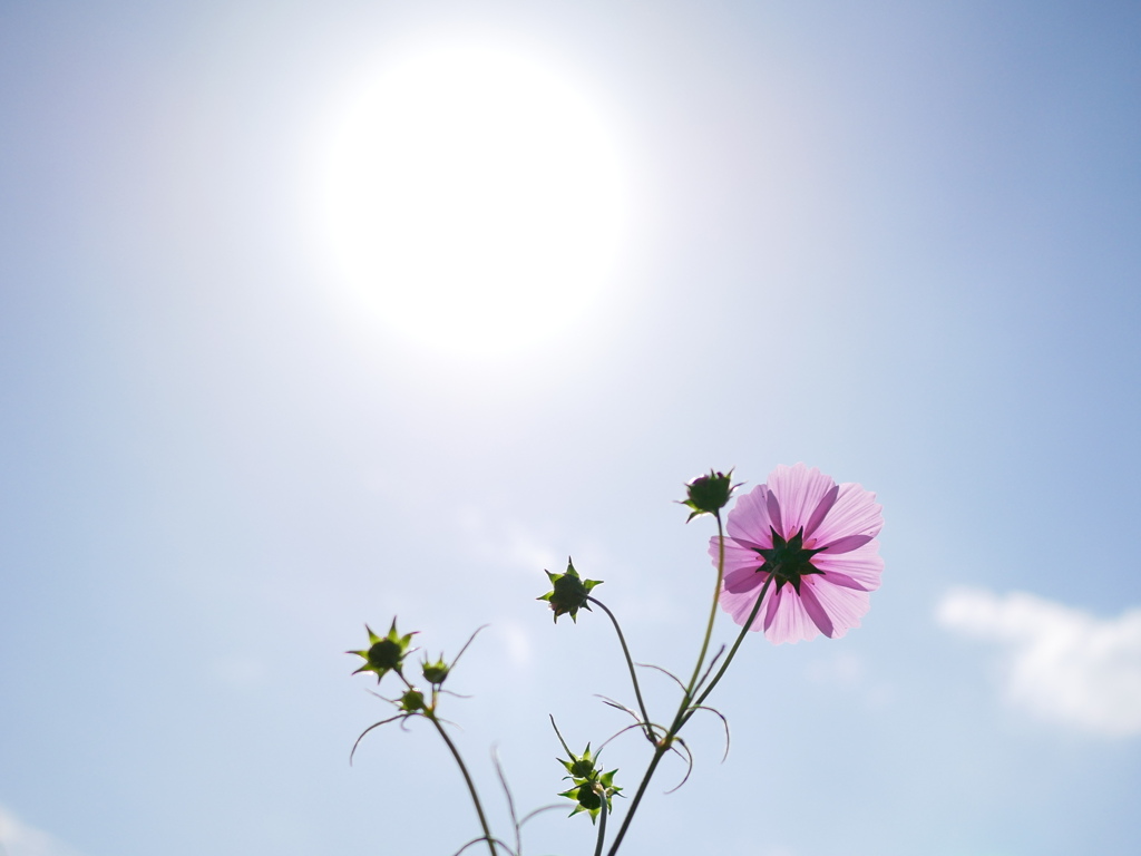 太陽とコスモス