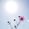 太陽とコスモス