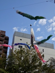 境内の鯉幟