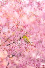 春の香りに誘われて
