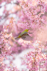 桜に包まれて