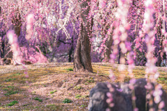 城南宮のしだれ梅