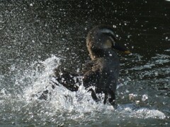 陽気に誘われて　水浴び