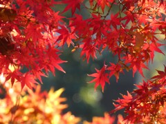 紅葉　華ひらく