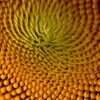 うずまきのひまわり