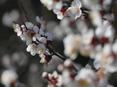 梅　春のたより