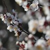 梅　春のたより