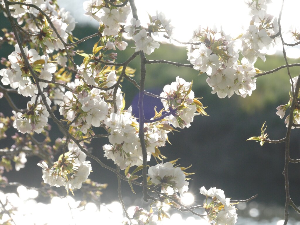 さくら　ときめきの春