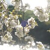 さくら　ときめきの春