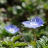 あぜ道の春