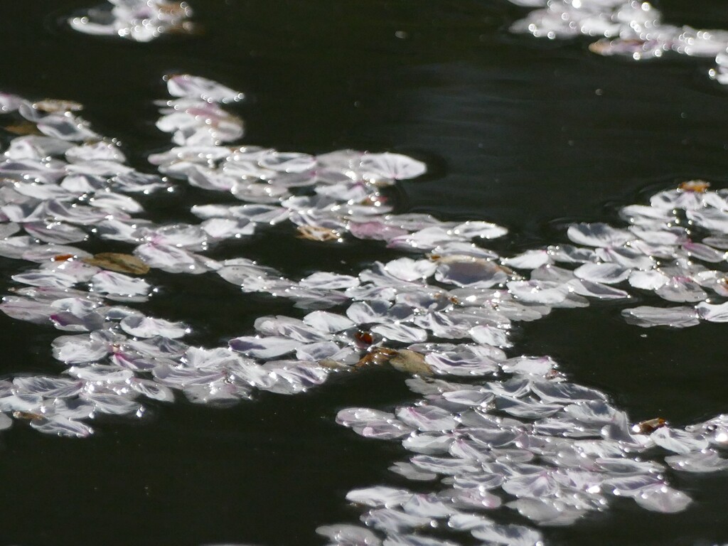 桜いろの宝石