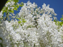 白藤　新雪にも似て　