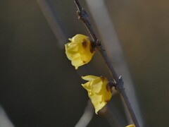 ロウバイ　ふたつの灯り