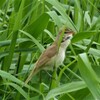 オオヨシキリの夏　