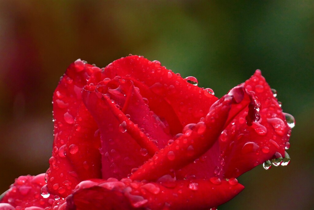 梅雨時の薔薇