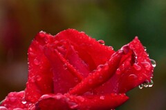 梅雨時の薔薇
