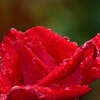梅雨時の薔薇