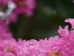 サルスベリ　初秋の華