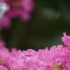 サルスベリ　初秋の華