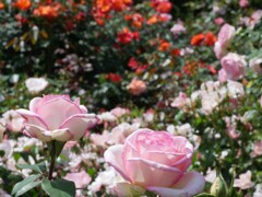 薔薇模様