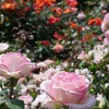 薔薇模様