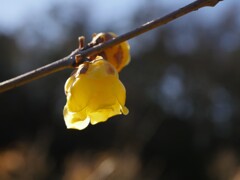ロウバイ　ぽつんと灯り