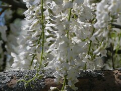 白藤　陽に輝いて
